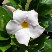 IONE-1290