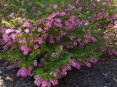 Indigofera-kirilowii-Bernheim.i-11083.s-64883.r-1_859c82a9-ee04-40dc-80d1-06041f33a796_1024x1024