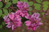 Indigofera_heterantha1
