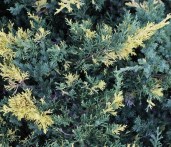 Junip_chin_Exp_Varieg_big