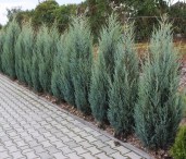 Junip_scop_Moonglow_big