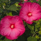 Just-Pink-1