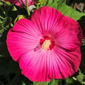 Just-Pink