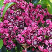 Kalmia_Deep_Secret-2m-1