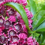 Kalmia_Deep_Secret-2mm