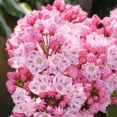 Kalmia_latifolia_Ewa_KUS_9551