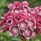 Kalmia_latifolia_Kaleidoskop_KUS_4513