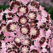 Kalmia_latifolia_latchmin_XK_2609