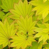 Kon-szirasawy-Aureum-Acer-shirasawanum-Aureum-Yaroplant-e1365077416856