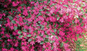 LOROPETALUM_GlowingHorizon_LittleRoseDawn_2