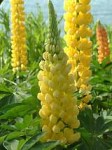 LUPINUS-DESERT-SUN-WEB1