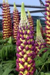 LUPINUS-HYBRIDS-«WEST-COUNTRY-MANHATTAN-LIGHTS»