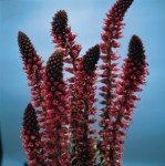LYSIMACHIAATROPURPUREA-2T