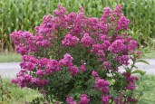 Lagerstroemia-INDICA-Сoral-Filli11