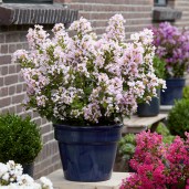 Lagerstroemia_With_Love_Babe_0015001__10676