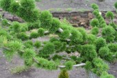 Larix_decidua_Kreici