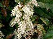 Leucothoe_catesbaei_Rainbow4