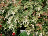 Leucothoé-fontanesiana-Rainbow-Леукотое-Радуга2