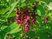 Leycesteria_formosa_01