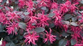 Loropetalum-chinense-«Burgundy»-«Sizzlin-s-Pink»-Лоропеталум-китайский-«Burgundy»-он-же-«Sizzli2