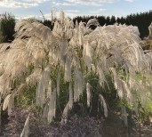 MISC_SILVERCHA_H70581