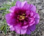 MORNING_LILAC-25939