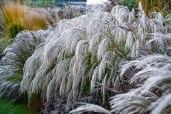 Miscanthus-sinensis-SILVER-CHARM-PBR-scaled