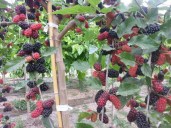 Morus-Matsunaga-Mojo-Berry