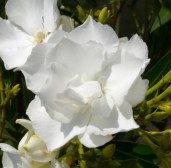 NeriumMontBlanc