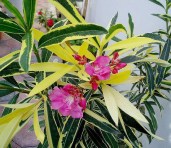 Nerium_oleander4ang