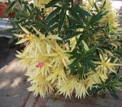Nerium_oleander9079MLand