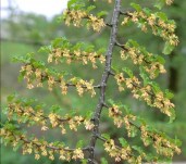 Nothofagus_antarctica_1999_1976_q-r2-850x850-proportionalsmallest