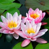 Nymphaea-carnea2-
