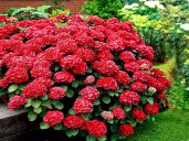 OGNISTA-HORTENSJA-OGRODOWA-HOT-RED-3-LETNIA-C2-Kolor-kwiatow-czerwone