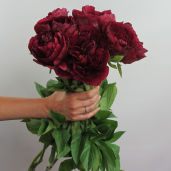 Old-Faithful-Cut-Flower-1-1024x1024