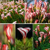 Oxalis-Versicolor-font-b-Flowers-b-font-font-b-Seeds-b-font-100pcs-World-s-Rare