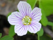 Oxalis_acetosella_ziedas1