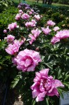 Paeonia-itoh-First-Arrival-13