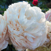 Paeonia-lactiflora-Solange