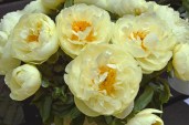 PaeoniaLemonChiffon-190207kwe0018