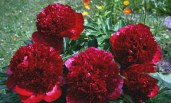 Paeonia_RedCharm2009_06