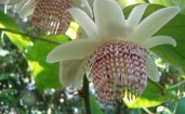 Passiflora_Nigradenia