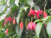 Passiflora_parritae_x_antioquiensis_Mission_Dolores_Bill_Harberts