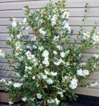 Perfect-World-Landscapes-shows-off-the-Winter-Snowman-semi-double-blooms-at-first-frost