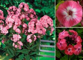 Phlox_pan_JuniorDance