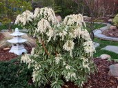 Pieris-yaponskiy-variegata-Pieris-japonica-Variegata-foto-v-sadu