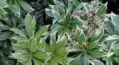 Pieris_Variegata-696x385