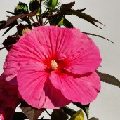 Pink-Chocolate