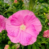 Pink-Wheel-1