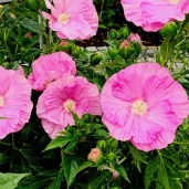 Pink-Wheel
